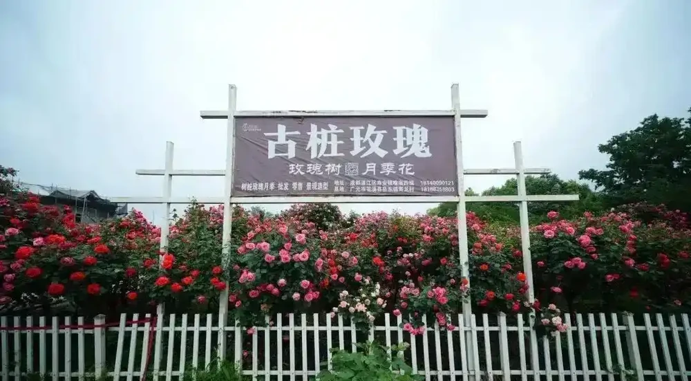 免費入園賞玫瑰!溫江十萬餘株古樁盛放,美景太驚豔