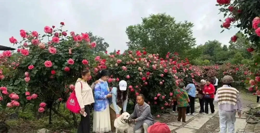 免費入園賞玫瑰!溫江十萬餘株古樁盛放,美景太驚豔