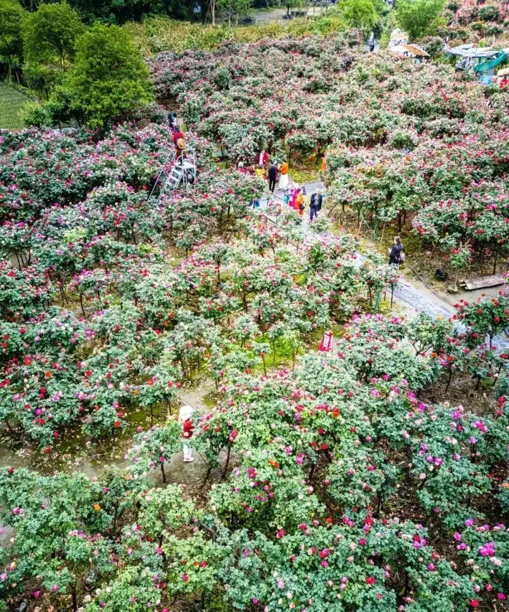 免費入園賞玫瑰!溫江十萬餘株古樁盛放,美景太驚豔