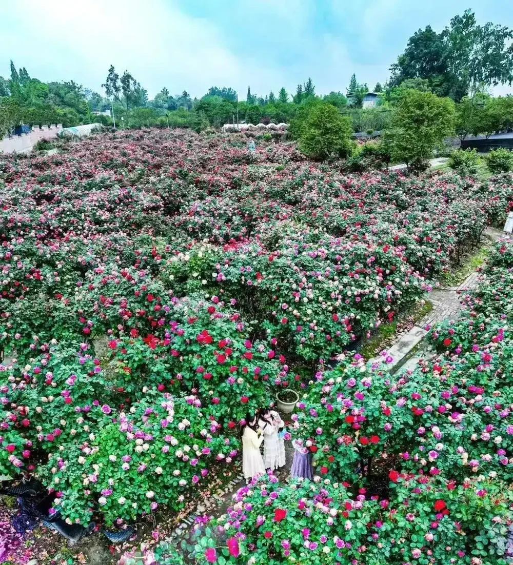 免費入園賞玫瑰!溫江十萬餘株古樁盛放,美景太驚豔