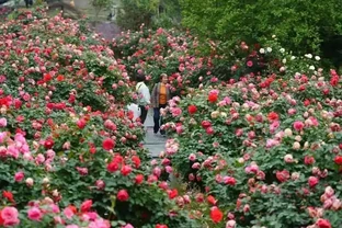 免費入園賞玫瑰！溫江十萬餘株古樁盛放，美景太驚豔