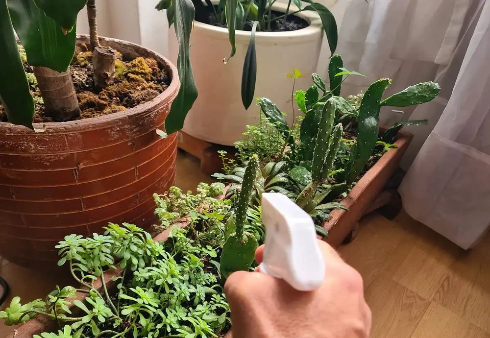 發財樹總黃葉？澆對3種水，根系瘋長葉片油亮
