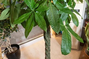 發財樹總黃葉？澆對3種水，根系瘋長葉片油亮
