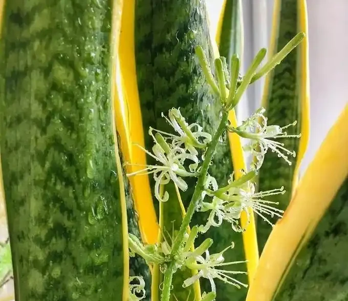 新房沒這幾盆植物，空氣差一截！15種公認淨化王，養了才知多幹淨