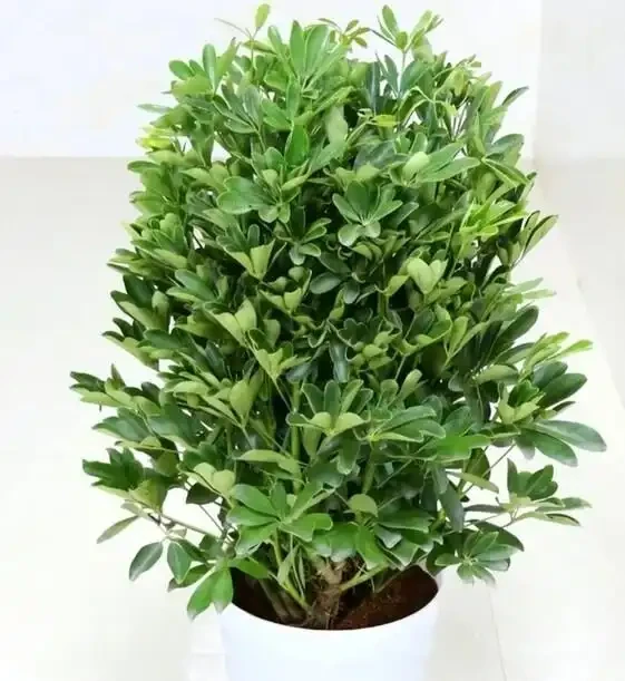 新房沒這幾盆植物，空氣差一截！15種公認淨化王，養了才知多幹淨