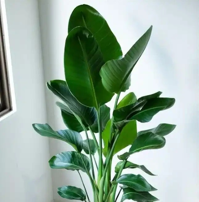 新房沒這幾盆植物，空氣差一截！15種公認淨化王，養了才知多幹淨
