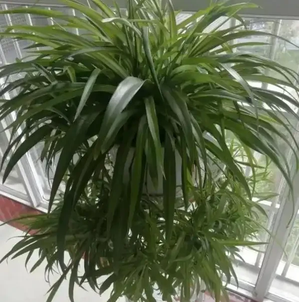 新房沒這幾盆植物，空氣差一截！15種公認淨化王，養了才知多幹淨