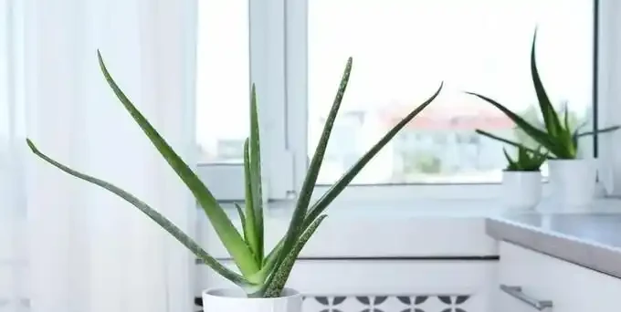 新房沒這幾盆植物，空氣差一截！15種公認淨化王，養了才知多幹淨