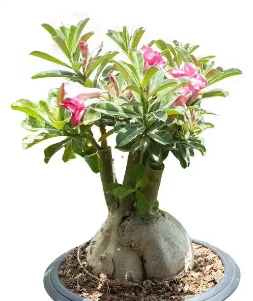 新房沒這幾盆植物，空氣差一截！15種公認淨化王，養了才知多幹淨
