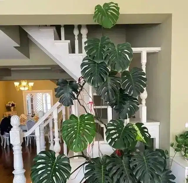 新房沒這幾盆植物，空氣差一截！15種公認淨化王，養了才知多幹淨