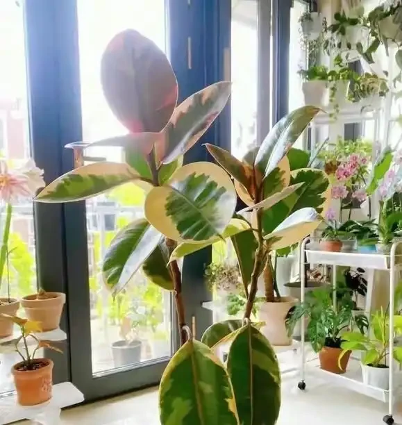 新房沒這幾盆植物，空氣差一截！15種公認淨化王，養了才知多幹淨