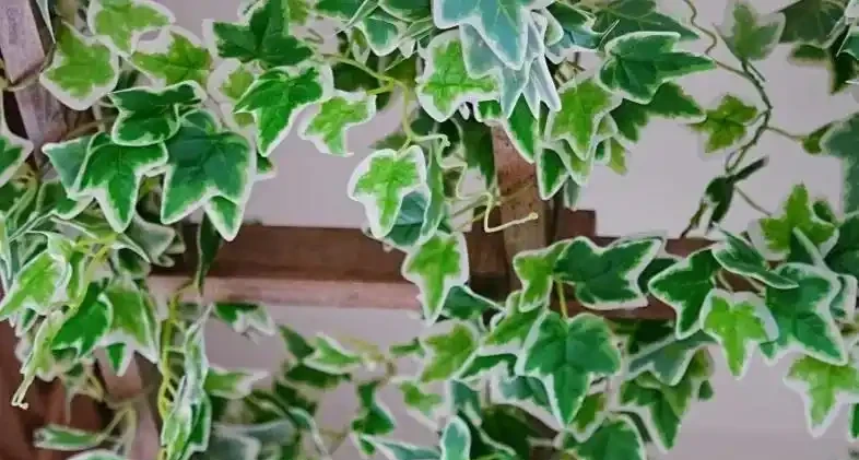 新房沒這幾盆植物，空氣差一截！15種公認淨化王，養了才知多幹淨