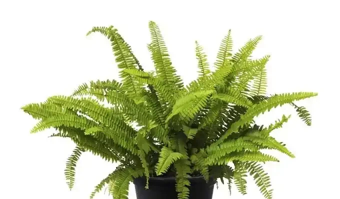 新房沒這幾盆植物，空氣差一截！15種公認淨化王，養了才知多幹淨