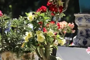 新房沒這幾盆植物，空氣差一截！15種公認淨化王，養了才知多幹淨