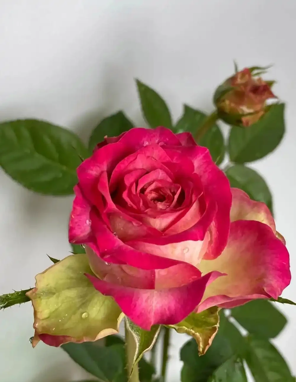 別再瞎養玫瑰花！3個低成本妙招，插瓶活15天不蔫，新手也能上手