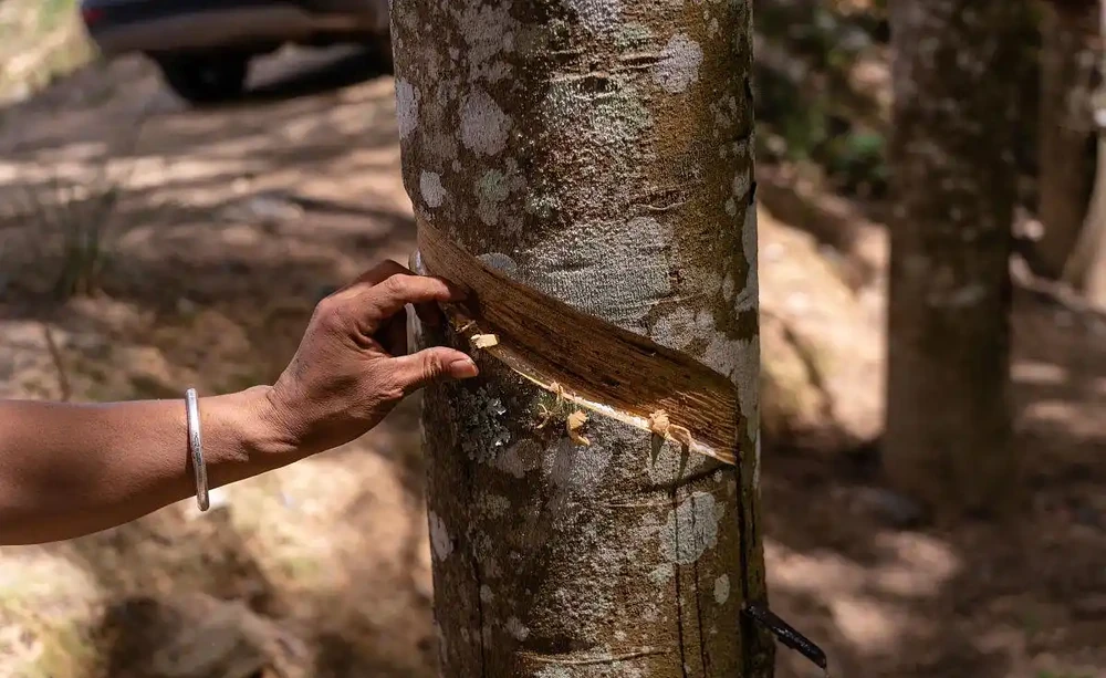 幸福樹樹幹細得像筷子?3個土方法立馬變粗,鄰居都來問秘訣