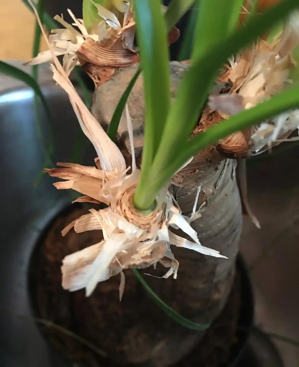 花根總爛?養花就選這6種顆粒,透氣保水根壯實
