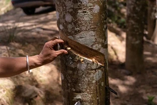 幸福樹樹幹細得像筷子？3個土方法立馬變粗，鄰居都來問秘訣