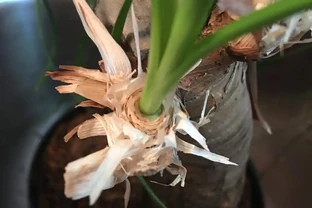 花根總爛？養花就選這6種顆粒，透氣保水根壯實