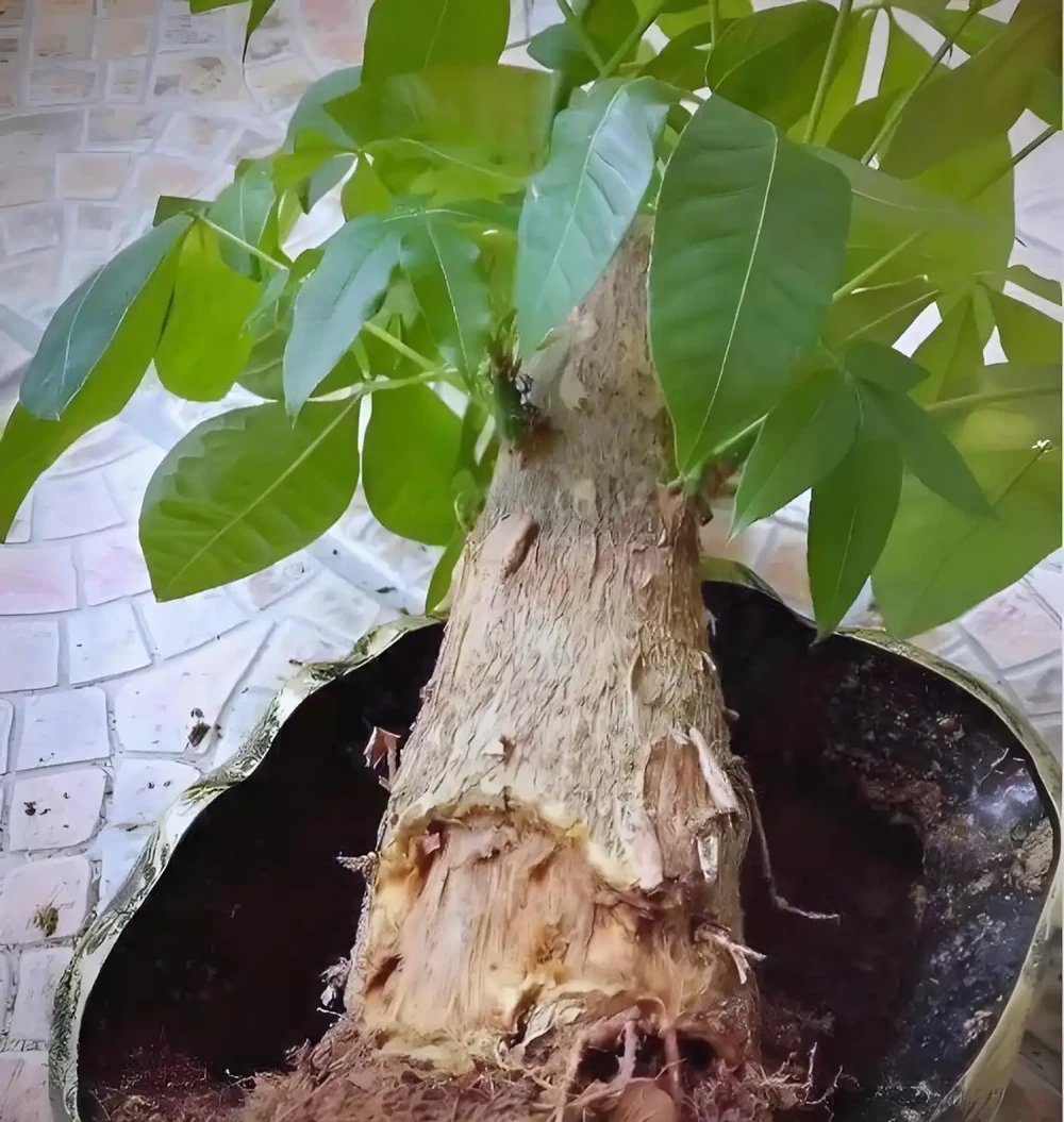 發財樹黃葉、腐根:90%都是澆水惹的禍,這樣救就對了!