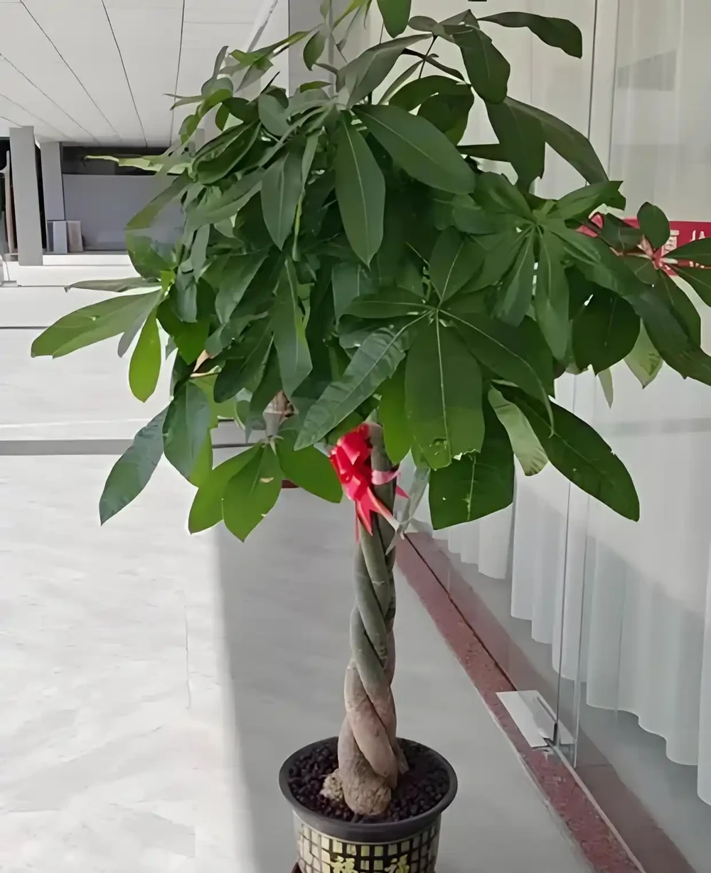 發財樹黃葉、腐根:90%都是澆水惹的禍,這樣救就對了!