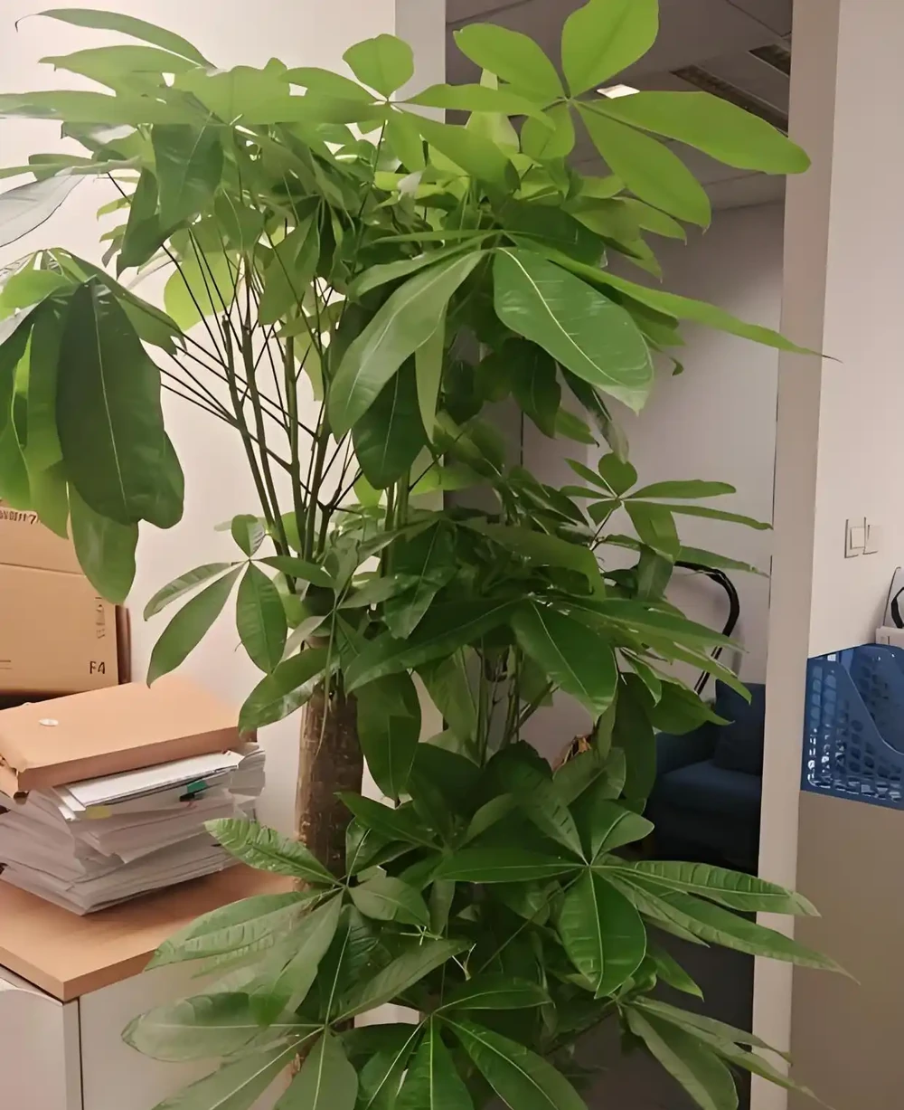 發財樹黃葉、腐根:90%都是澆水惹的禍,這樣救就對了!