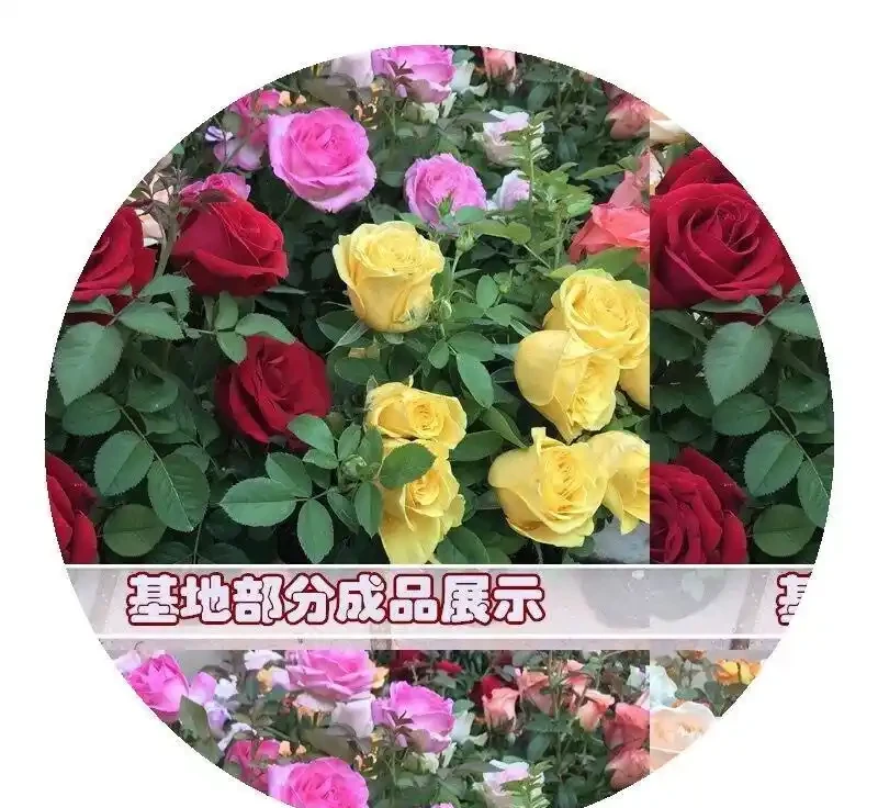 接木玫瑰樹樁老根：懶人也能養滿盆的四季開花神器