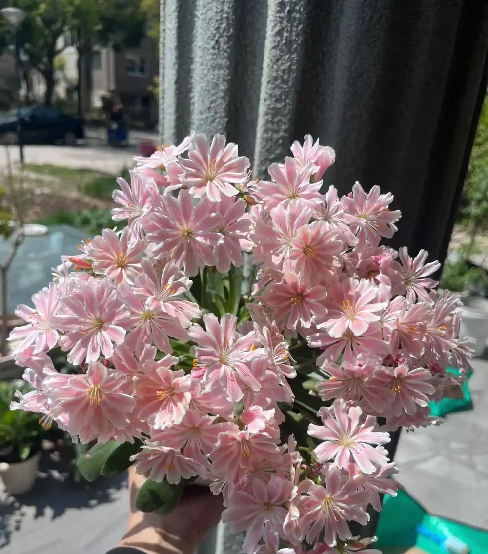 開花很勤奮