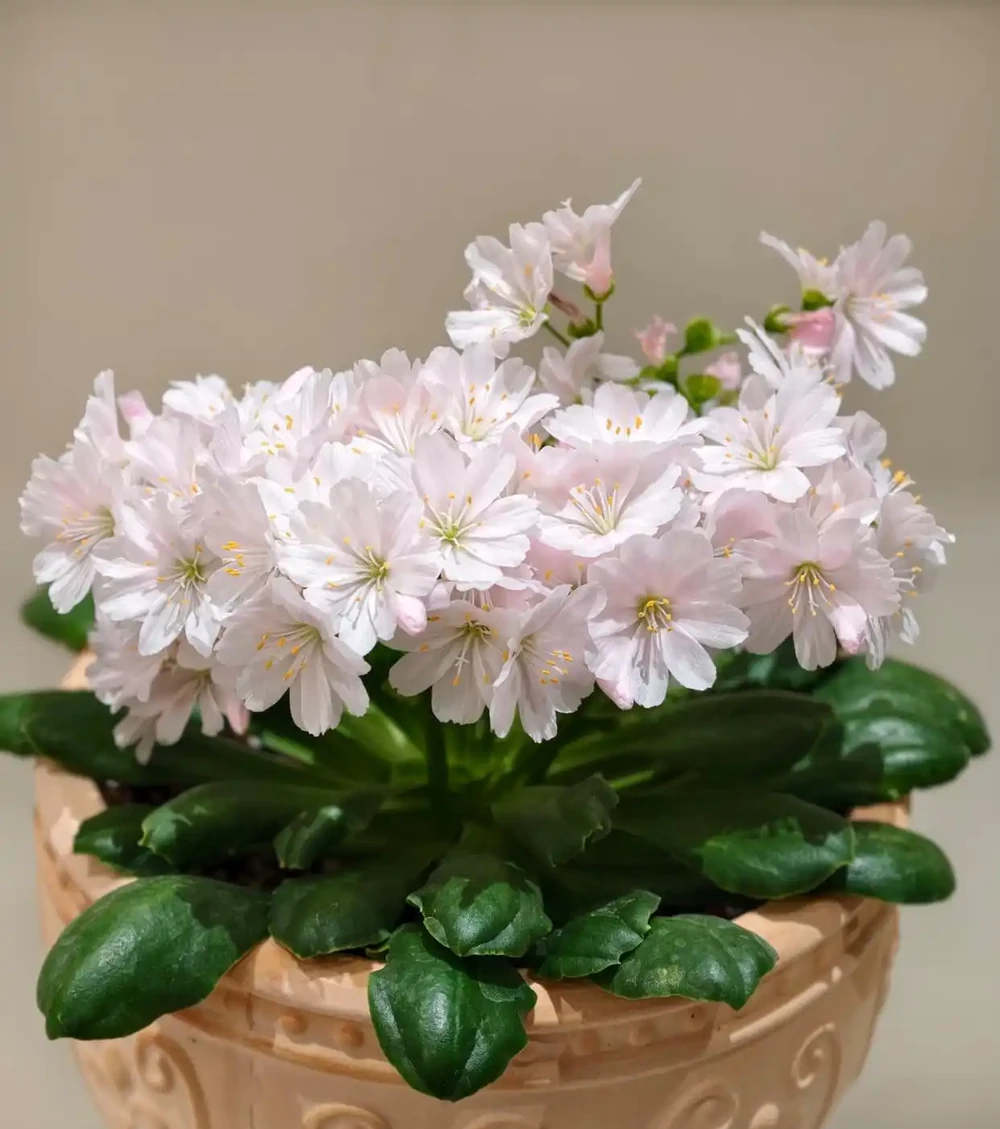 露薇花