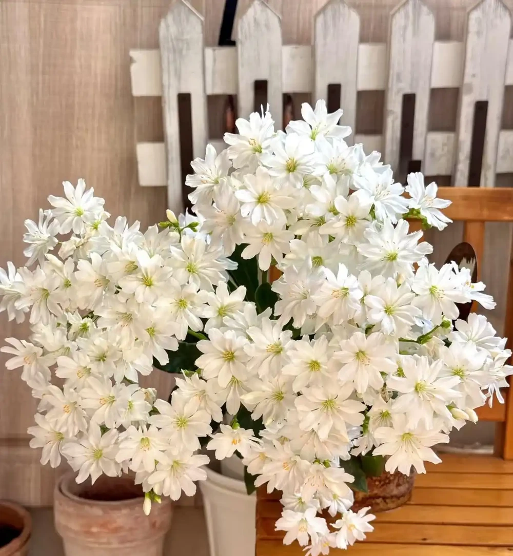 花量超多