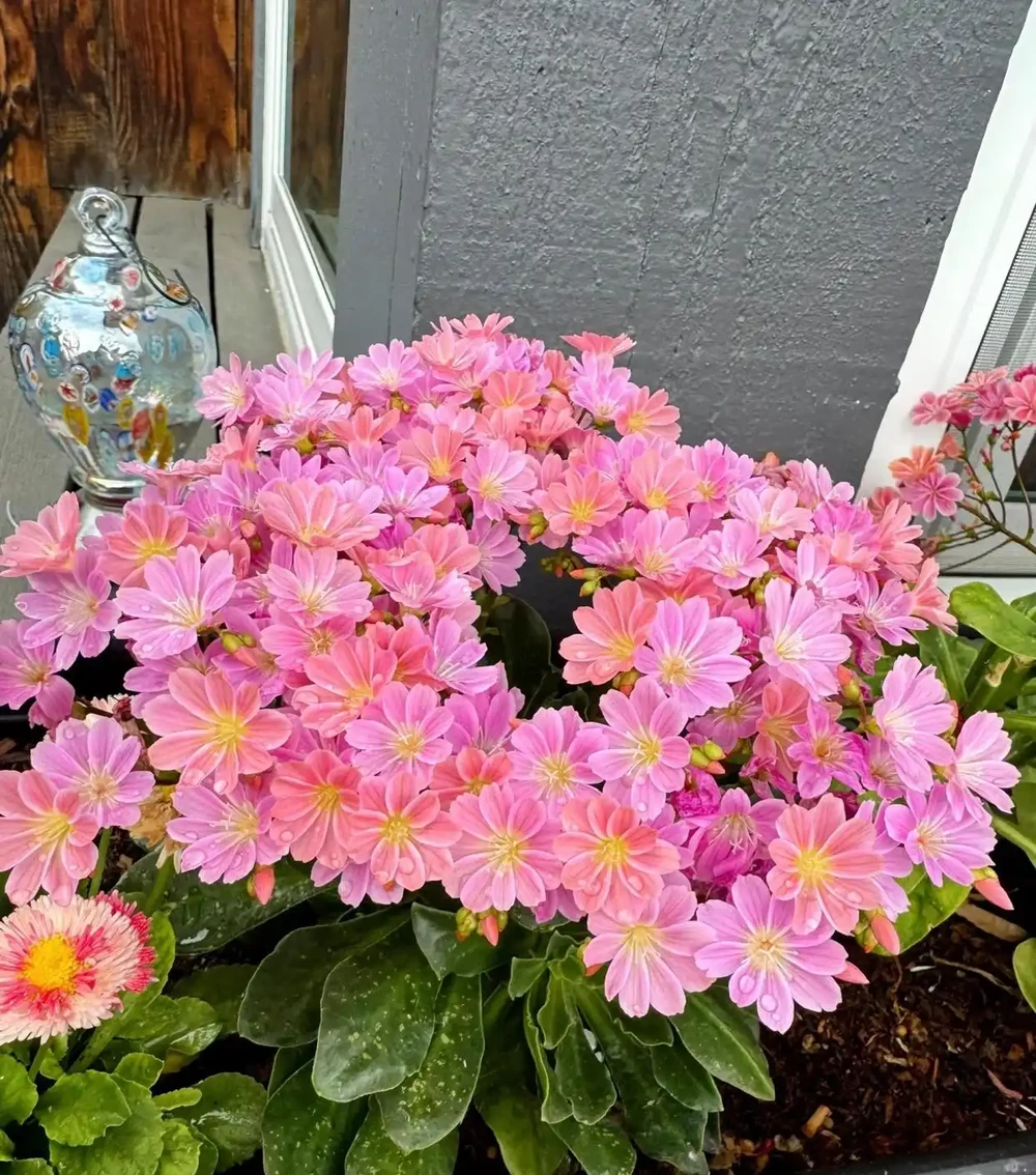 植株長這樣