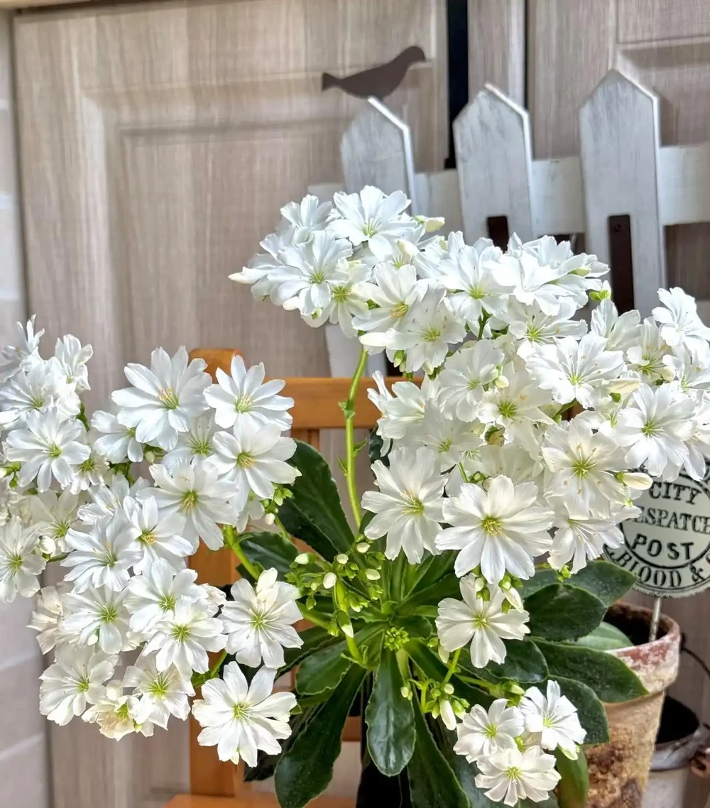 花葉俱美