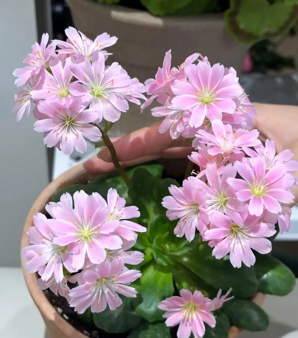 花培養土壤要透氣