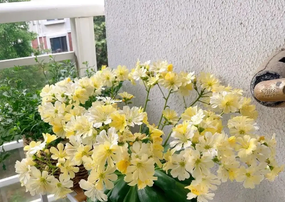 薄肥勤施,花量更大
