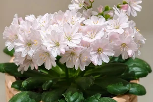陽臺還有位置，就養「這種花」，顏值高，開花期長，耐熱耐寒還好養，養過的都誇