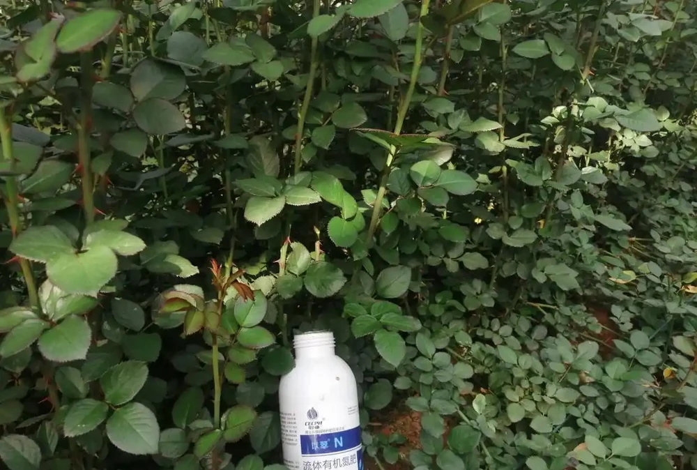 玫瑰花用什麼肥料最好-以翠效果