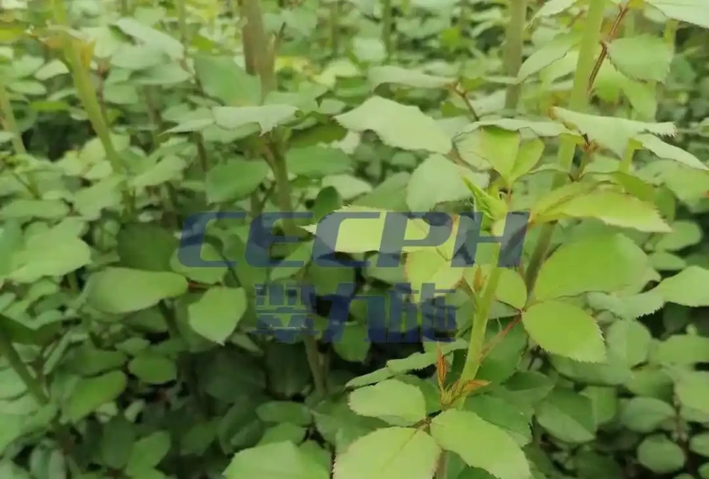 玫瑰花用什麼肥料最好-以翠效果