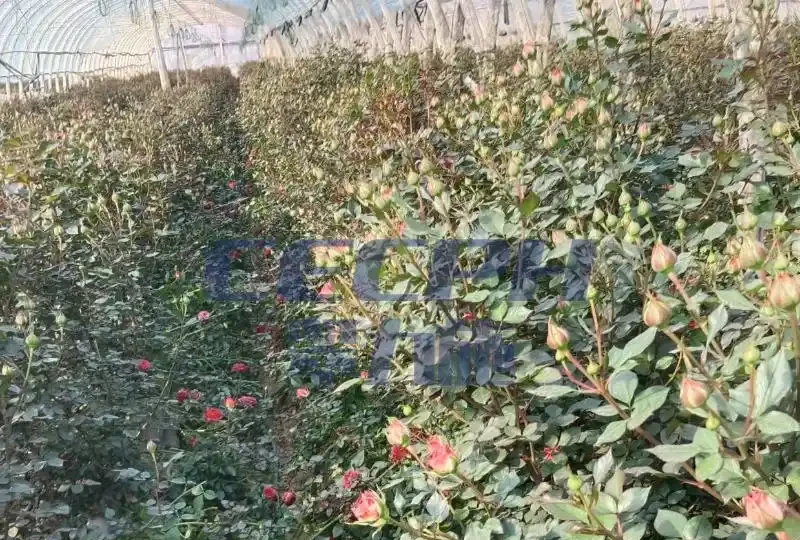 玫瑰花用什麼肥料最好-以翠效果