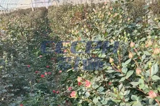 玫瑰花用什麼肥料最好？