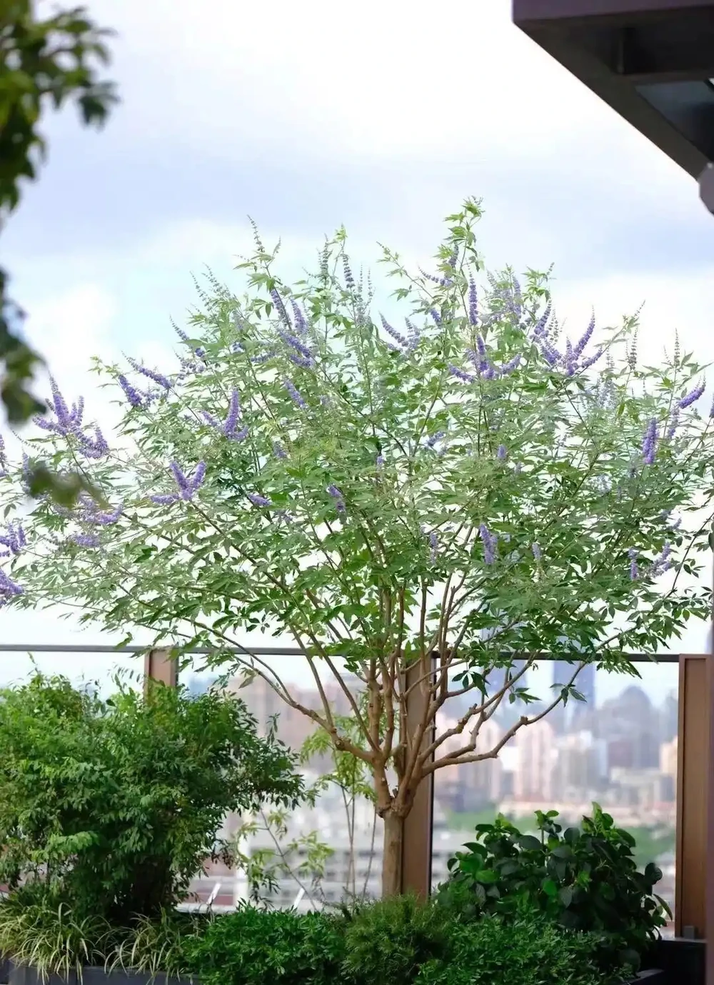 什麼植物適合小院子?這5種好養又出片