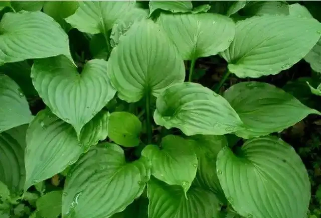 什麼植物適合小院子?這5種好養又出片