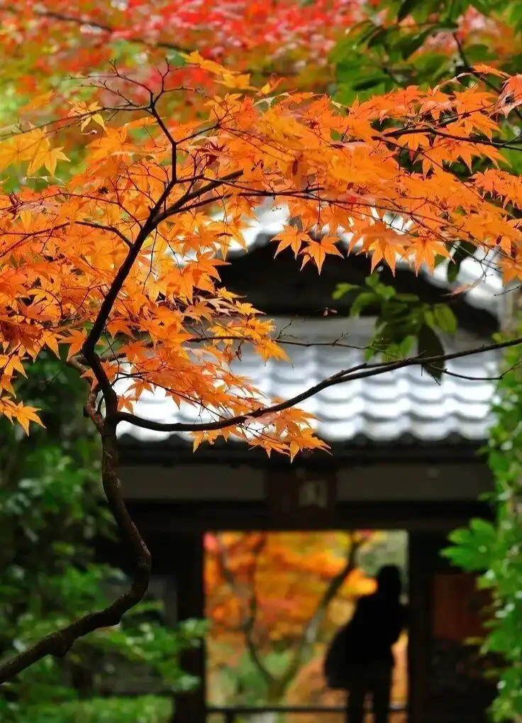 什麼植物適合小院子?這5種好養又出片