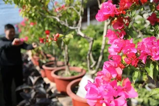 九重葛主幹太細？3個狠招養出鐵桿，開花滿盆