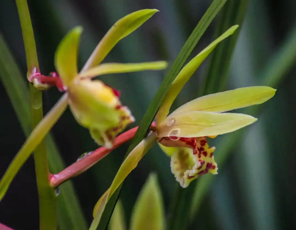 5月養蘭花,掉葉又不開花?避開這3個誤區,輕鬆養爆花,葉子油亮