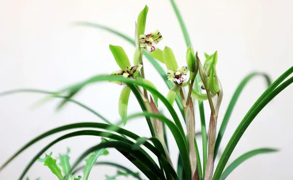 5月養蘭花,掉葉又不開花?避開這3個誤區,輕鬆養爆花,葉子油亮