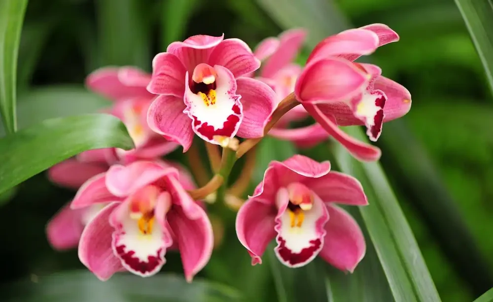 5月養蘭花,掉葉又不開花?避開這3個誤區,輕鬆養爆花,葉子油亮