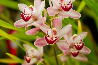 5月養蘭花，掉葉又不開花？避開這3個誤區，輕鬆養爆花，葉子油亮