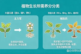 自制水耕營養液：低成本、無新增，養出健壯水耕植物