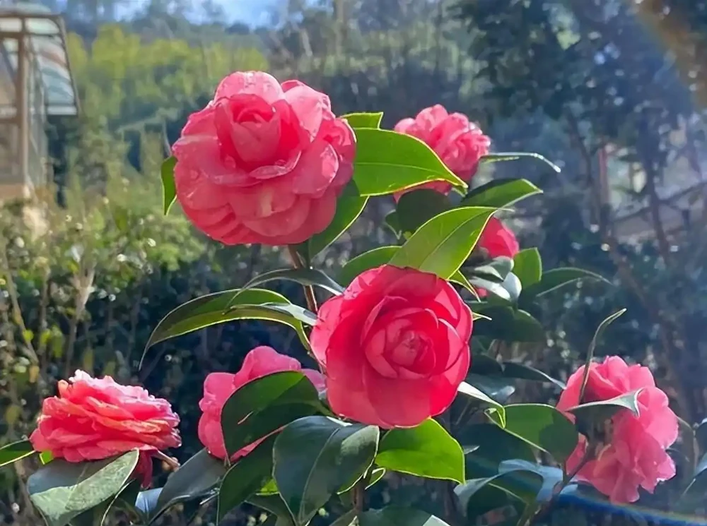 茶花已被拉入黑名單！花市老闆不會告訴你的4個「致命」缺點