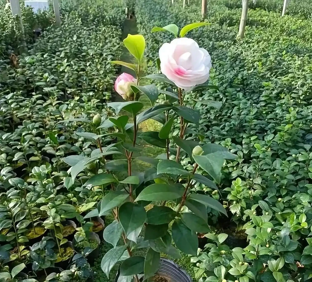 茶花已被拉入黑名單！花市老闆不會告訴你的4個「致命」缺點
